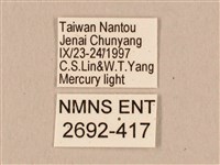 棕綠背線天蛾藏品圖，第3張