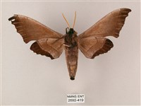 齒翅三線天蛾藏品圖，第2張