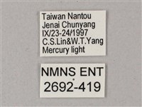 齒翅三線天蛾藏品圖，第3張