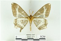 樹形尺蛾藏品圖，第2張