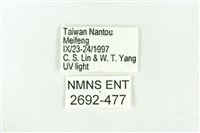 樹形尺蛾藏品圖，第3張