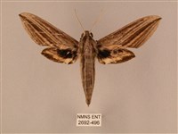 棕綠背線天蛾藏品圖，第1張