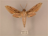 棕綠背線天蛾藏品圖，第2張