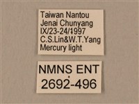 棕綠背線天蛾藏品圖，第3張