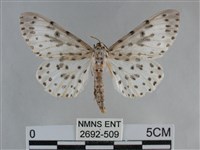 大胡麻斑星尺蛾藏品圖，第1張