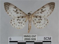 大胡麻斑星尺蛾藏品圖，第2張