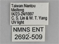 大胡麻斑星尺蛾藏品圖，第3張