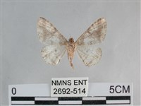 雙峰霜尺蛾藏品圖，第2張