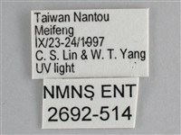 雙峰霜尺蛾藏品圖，第3張