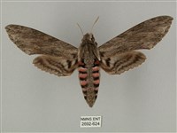 蝦殼天蛾藏品圖，第1張