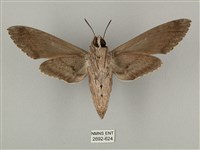 蝦殼天蛾藏品圖，第2張