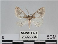 雙峰霜尺蛾藏品圖，第1張