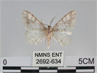 雙峰霜尺蛾藏品圖，第2張