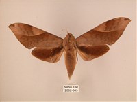 波紋豆天蛾藏品圖，第1張