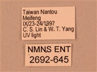 波紋豆天蛾藏品圖，第3張