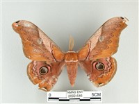 雙黑目天蠶蛾藏品圖，第1張