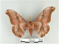 雙黑目天蠶蛾藏品圖，第2張