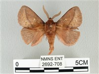 褐斜帶枯葉蛾藏品圖，第1張