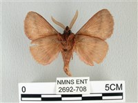 褐斜帶枯葉蛾藏品圖，第2張