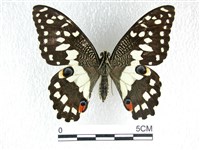 花鳳蝶、無尾鳳蝶藏品圖，第1張