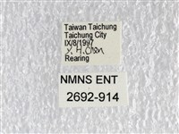 花鳳蝶、無尾鳳蝶藏品圖，第3張