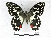 花鳳蝶、無尾鳳蝶藏品圖，第1張