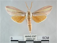 雙黃條天蛾藏品圖，第1張