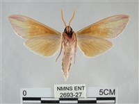 雙黃條天蛾藏品圖，第2張