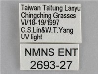 雙黃條天蛾藏品圖，第3張