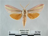 雙黃條天蛾藏品圖，第1張