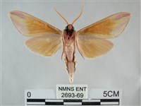 雙黃條天蛾藏品圖，第2張