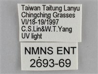 雙黃條天蛾藏品圖，第3張