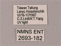 直翅斜紋天蛾藏品圖，第3張