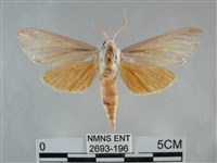 雙黃條天蛾藏品圖，第1張