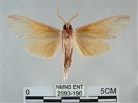 雙黃條天蛾藏品圖，第2張