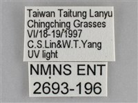 雙黃條天蛾藏品圖，第3張