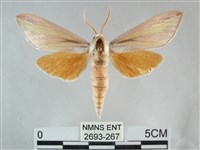 雙黃條天蛾藏品圖，第1張