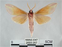 雙黃條天蛾藏品圖，第2張