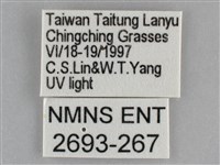 雙黃條天蛾藏品圖，第3張