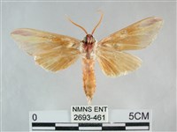 雙黃條天蛾藏品圖，第2張