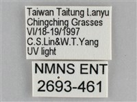 雙黃條天蛾藏品圖，第3張