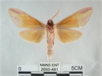 雙黃條天蛾藏品圖，第2張