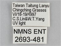 雙黃條天蛾藏品圖，第3張