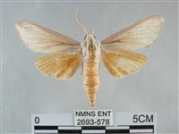 雙黃條天蛾藏品圖，第1張