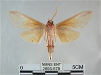 雙黃條天蛾藏品圖，第2張