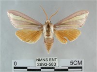 雙黃條天蛾藏品圖，第1張