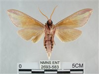 雙黃條天蛾藏品圖，第2張