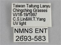 雙黃條天蛾藏品圖，第3張