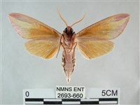 雙黃條天蛾藏品圖，第2張