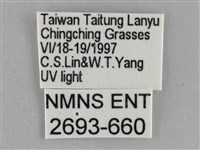 雙黃條天蛾藏品圖，第3張